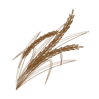 Rice Bran Oil